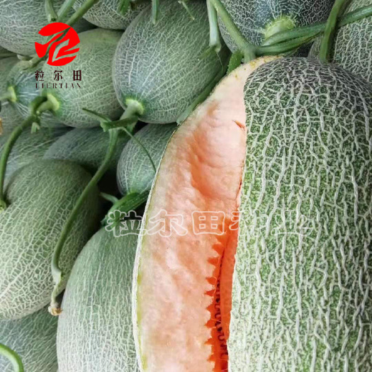 青县欣研蜜冠36哈密瓜种子甜多汁抗病抗裂好超甜脆爽