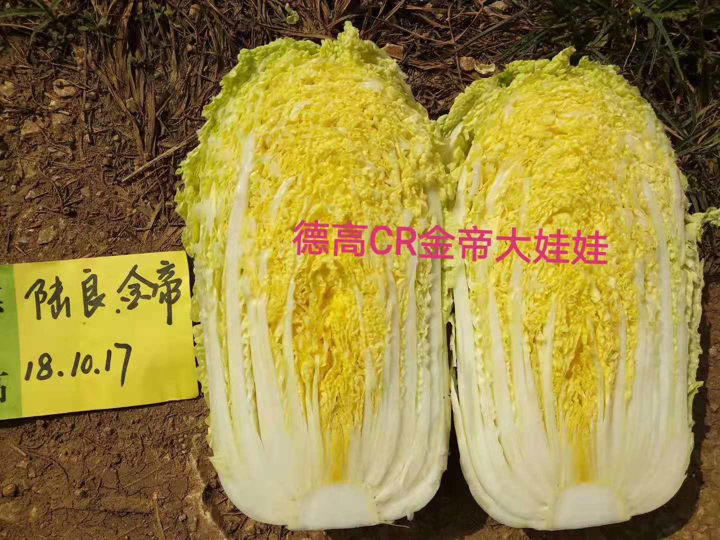 白菜种子德高大娃娃菜抗根肿，德高大公司，高产，单球重