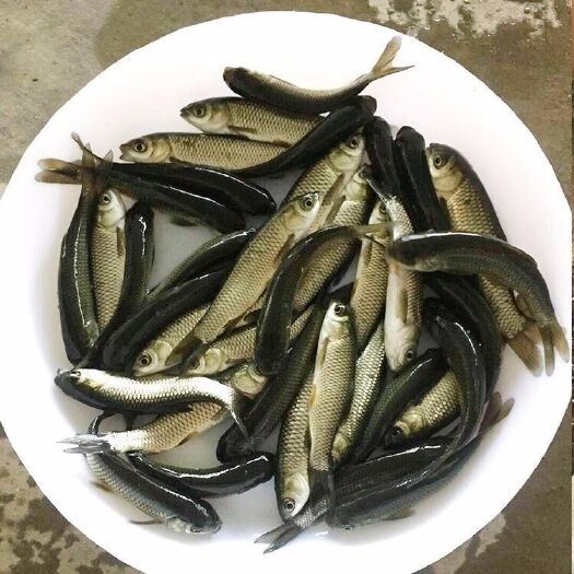 常德供应湖南优质草鱼苗 湘云纯系抗病草鱼