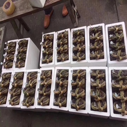兴化市 蟹煌大闸蟹养殖基地大量供应特大2.5两精品六月黄