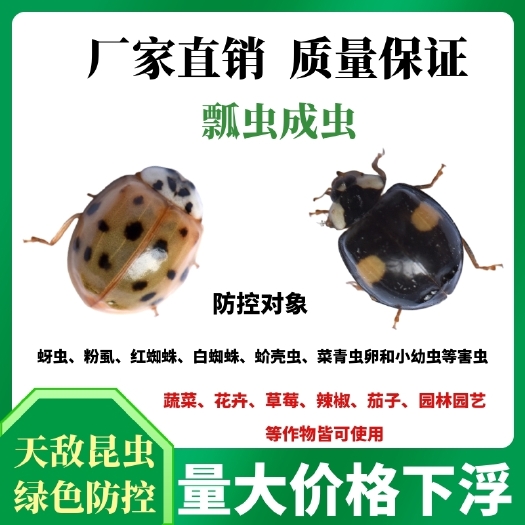 济源市生物防治虫异色瓢虫瓢虫成虫捕食蚜虫红蜘蛛粉虱幼虫蚧壳虫