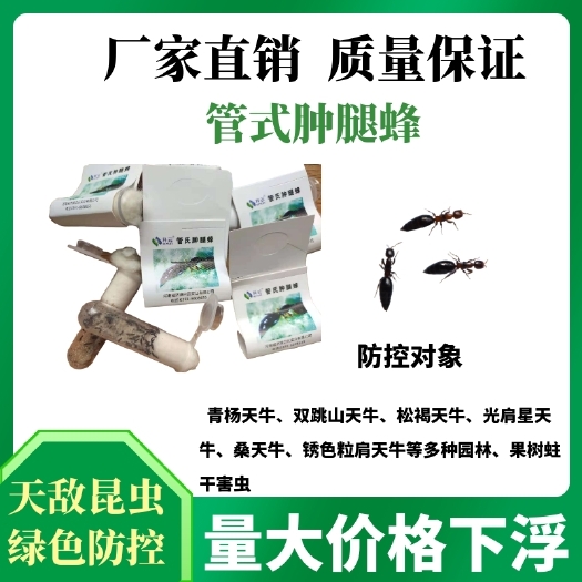 济源市预售生物防治虫管氏肿腿蜂各类天牛果树名贵树木蛀杆害虫克星
