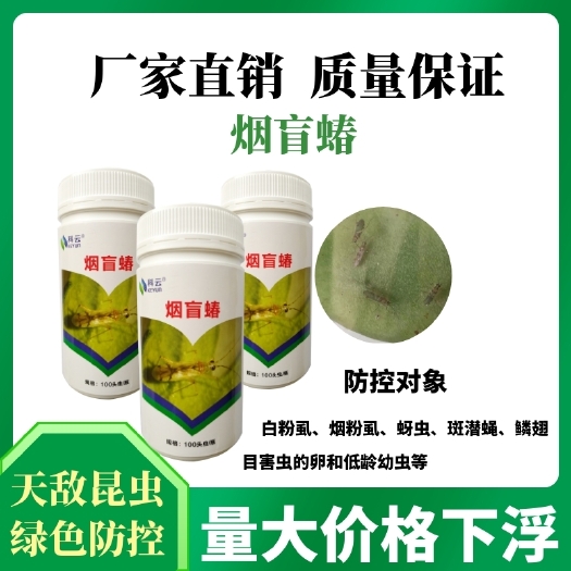 济源市生物防治虫烟盲蝽捕食粉虱蚜虫斑潜蝇鳞翅目害虫的卵和低龄幼虫