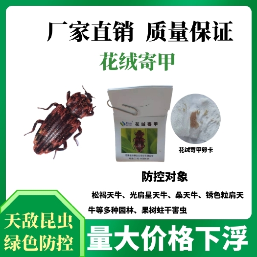 济源市生物防治虫 花绒寄甲管氏肿腿防控各类天牛等蛀杆害虫20头/管