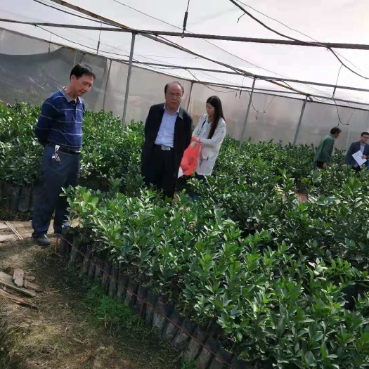 赣州赣南脐橙苗，脐橙苗，橙子苗、纽荷尔脐橙苗营养桶装苗