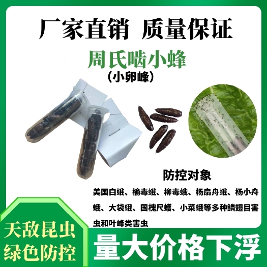 济源市周氏啮小蜂防控美国白蛾、榆毒蛾、柳毒蛾、杨扇舟蛾和杨小舟蛾等