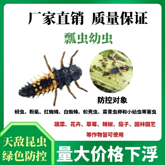 济源市七星异色瓢虫 瓢虫幼虫捕食蚜虫蚧壳虫红蜘蛛幼虫