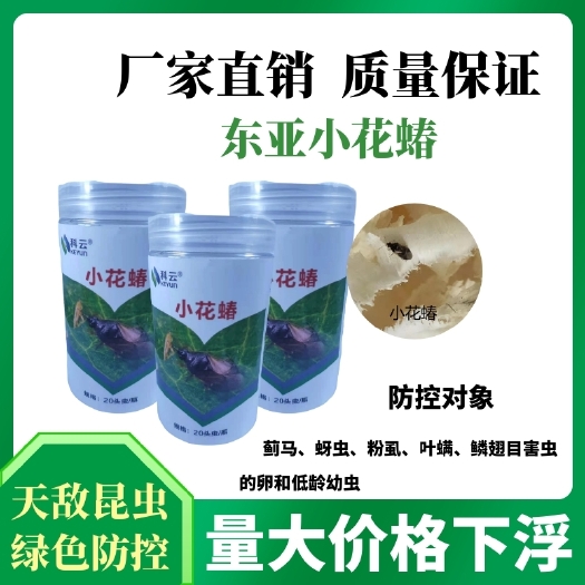 济源市生物防治虫 小花蝽捕食蓟马蚜虫等20头/瓶