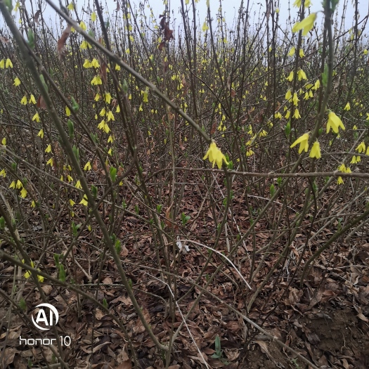 连翘苗基地  连翘苗价格