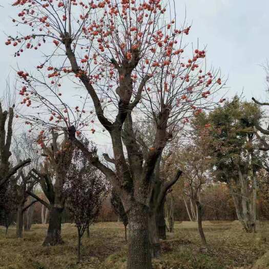柿树苗 大柿子树  古老柿子树