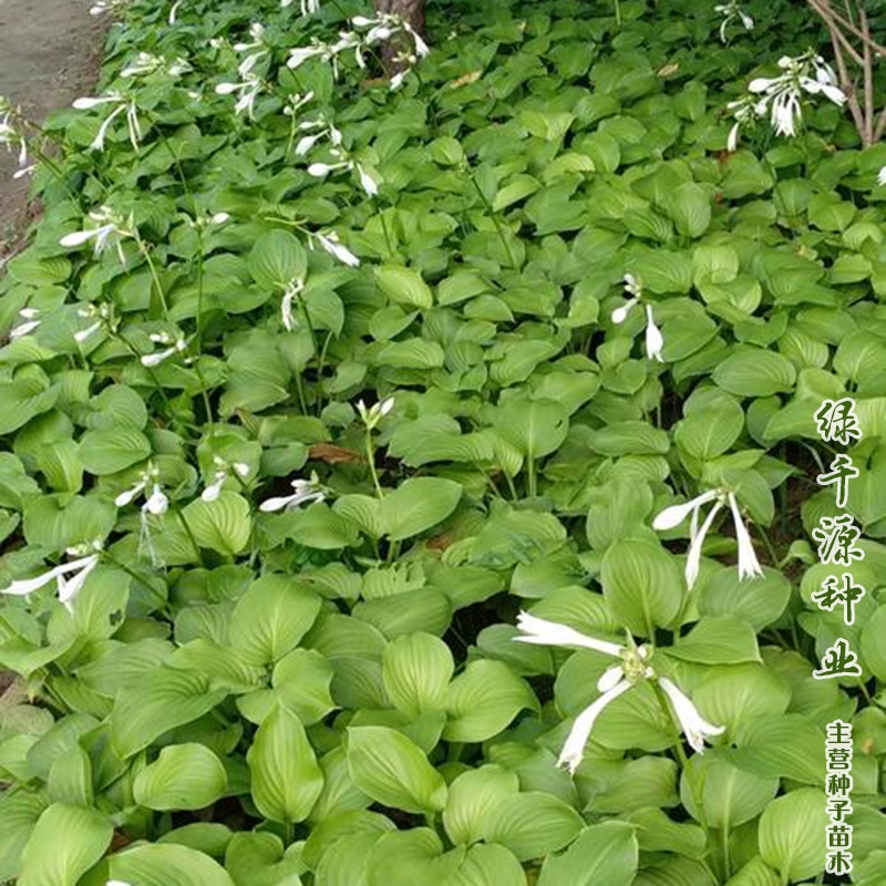 沭阳县玉簪花种子包邮玉簪新种子提供种植技术耐寒花卉种子花境种子水生