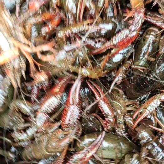 洪湖市小龙虾-湖北原产地一手货源批发