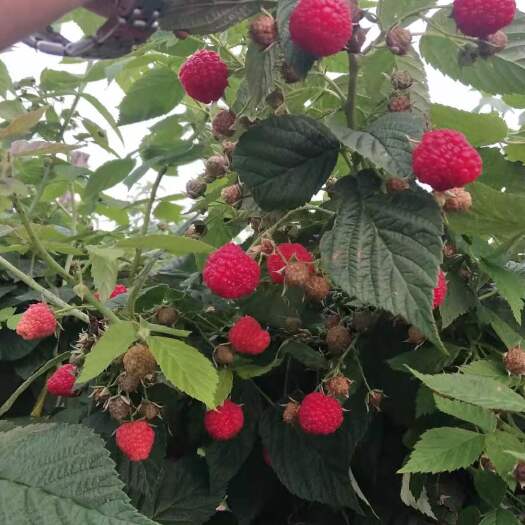 景县红树莓，通过绿色食品认证