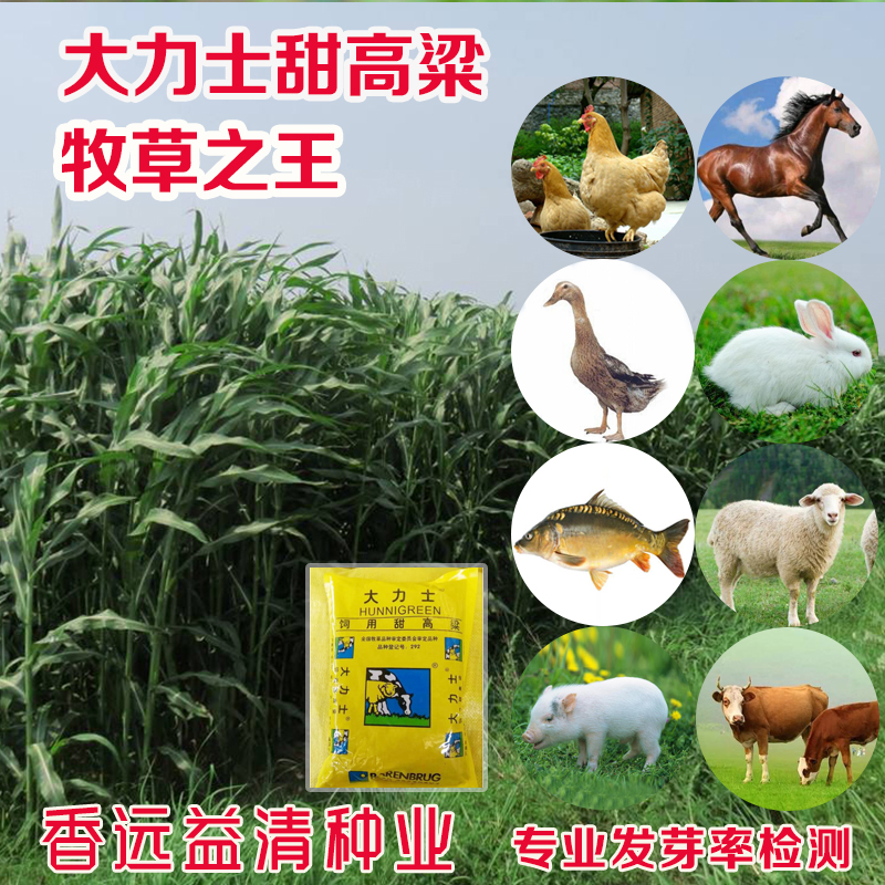 沭阳县甜高粱种子大力士甜高粱种子包邮批发提供种植技术
