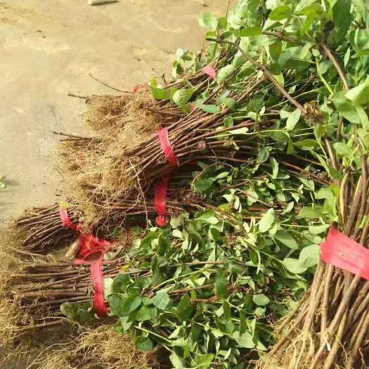 仁寿县中药材北花一号四季金银花苗出售