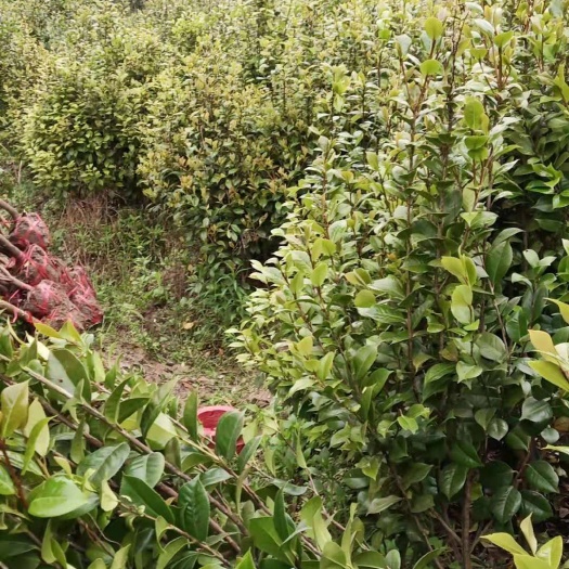 九江江西九江柴桑区优质茶花苗木直销