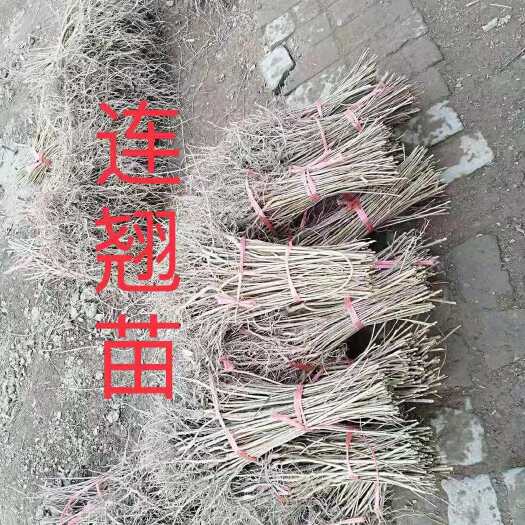 仁寿县三年连翘种苗出售，免费提供种植技术，回收加工，量大从优