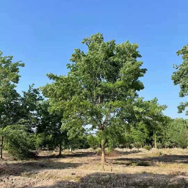  单杆丛生三角枫