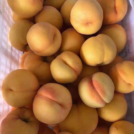 蒙阴县新鲜水果桃子现摘现发应季毛桃山东蒙阴黄桃黄金蜜桃5斤包邮脆甜