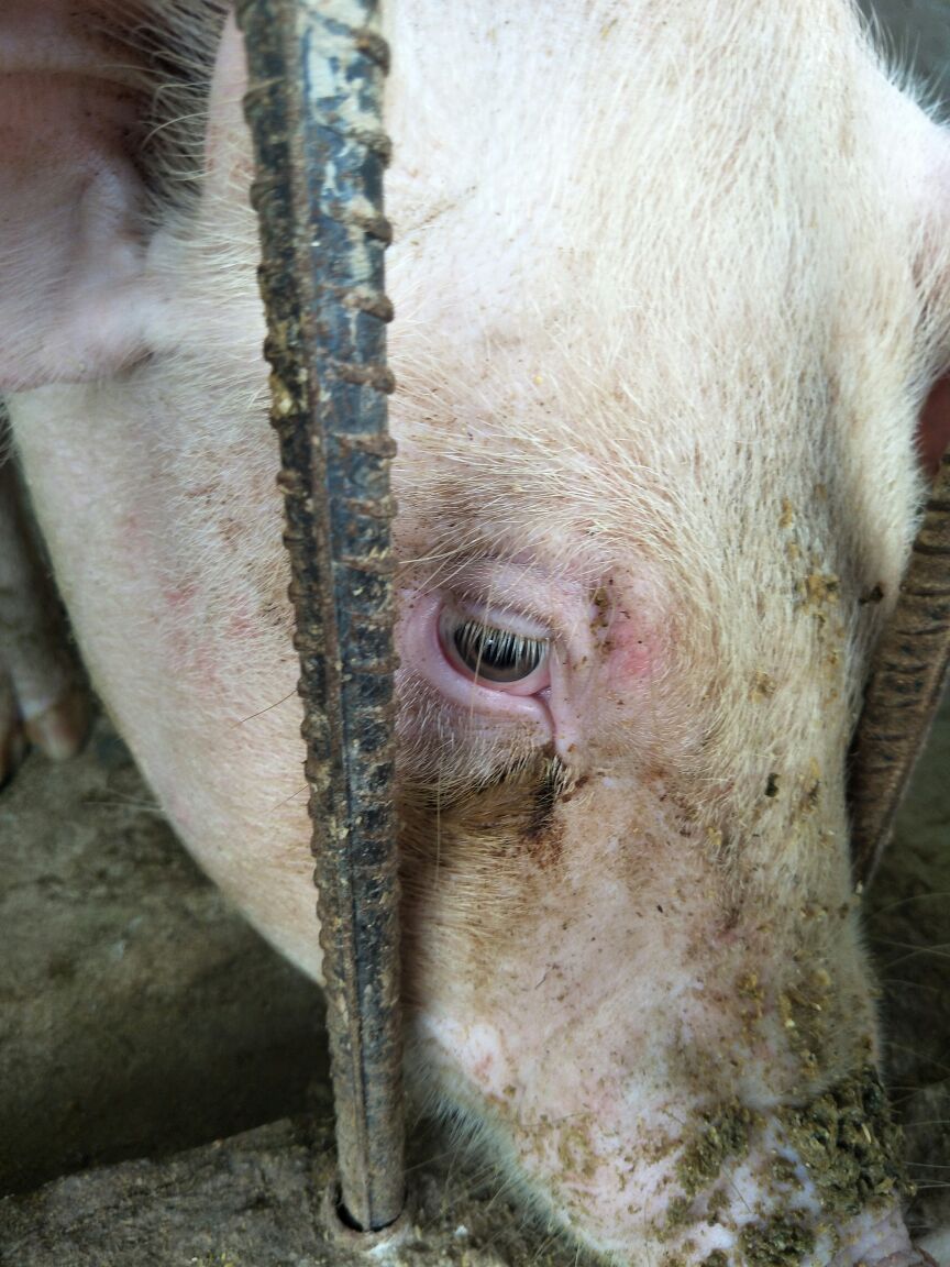 猪红眼病的症状图片图片