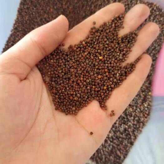 长沙 火锅白菜种子