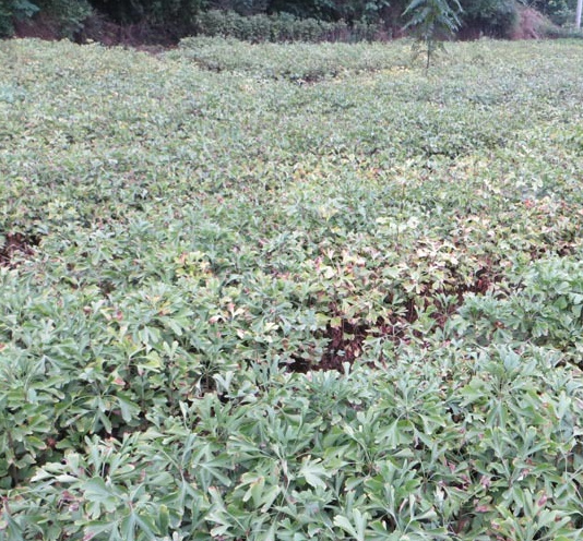 泸州【永安】隆昌香樟苗，威远玉兰苗，资中银杏苗，东兴黄柏小苗批发