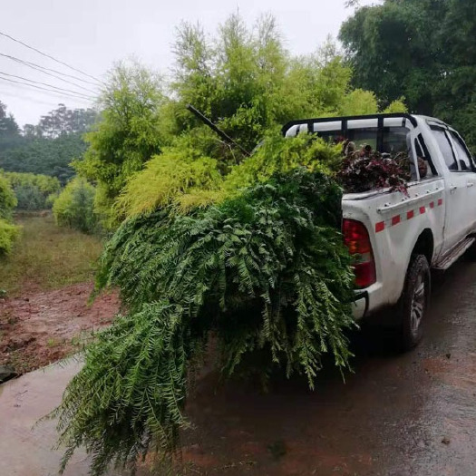 泸州【永安】资中红豆杉苗、威远黄花梨苗、隆昌沉香苗、东兴桢楠小苗