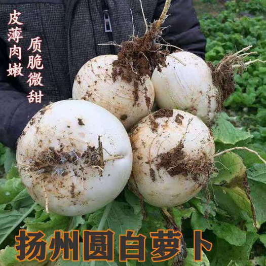 扬州园白萝卜种子批发，夏秋播种的蔬菜种籽，产量高