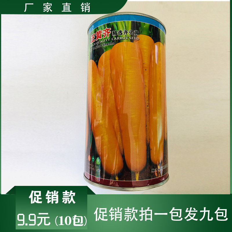 沭阳县黄胡萝卜种子  黄色胡萝卜种子精选齐头黄种子西洋黄参种子包邮