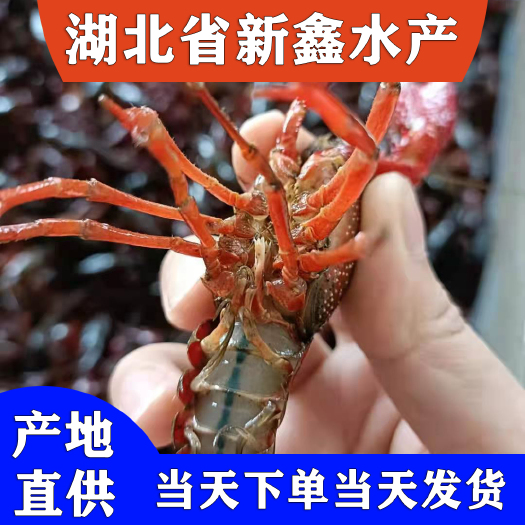洪湖市湖北监利小龙虾批发直供，日出货万斤以上