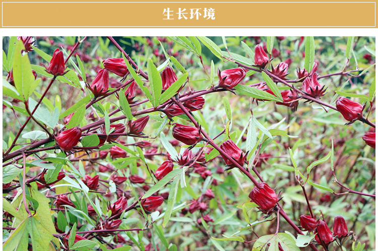  云南洛神花茶玫瑰茄干花整朵哀牢山特產(chǎn)100克包郵新鮮洛神花果