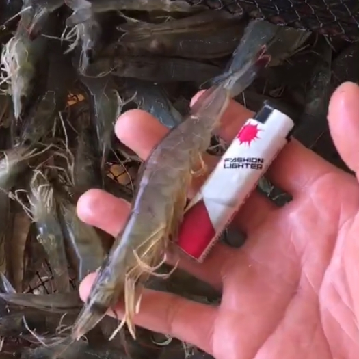 如东县 南美白对虾  量大可谈价