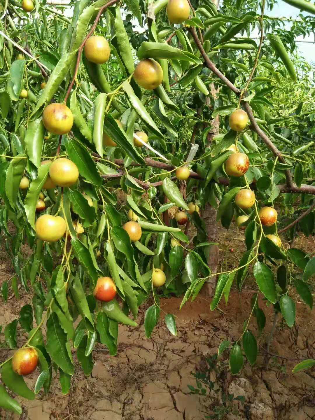 大荔冬枣，果农直销