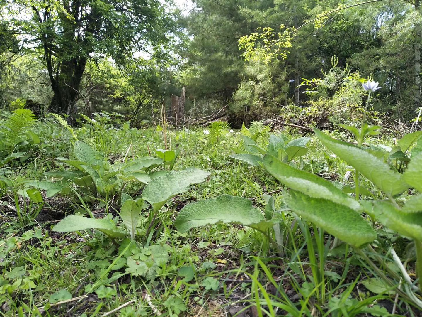 紫花丹参  西藏紫丹参 产地直发 一手货源 品质保证