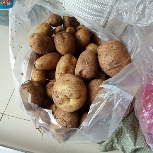 招远市黄心土豆 有机土豆