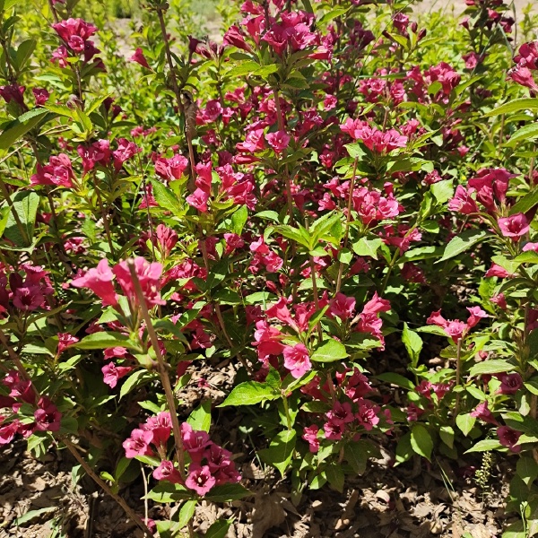 锦带花  大量出售大冠副红王子锦带，大田定植苗80-1.2米