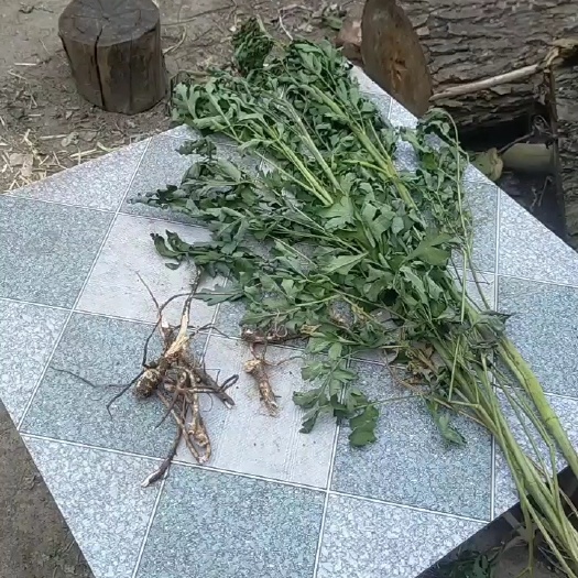 郧西县山大黄  本图三味药，分别是①前胡，②海金沙〈或化石草〉，③大黄，