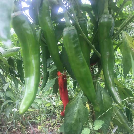 通许县精选羊角椒 开封通许露天羊角椒什么时候上市、价格低、欢迎选购