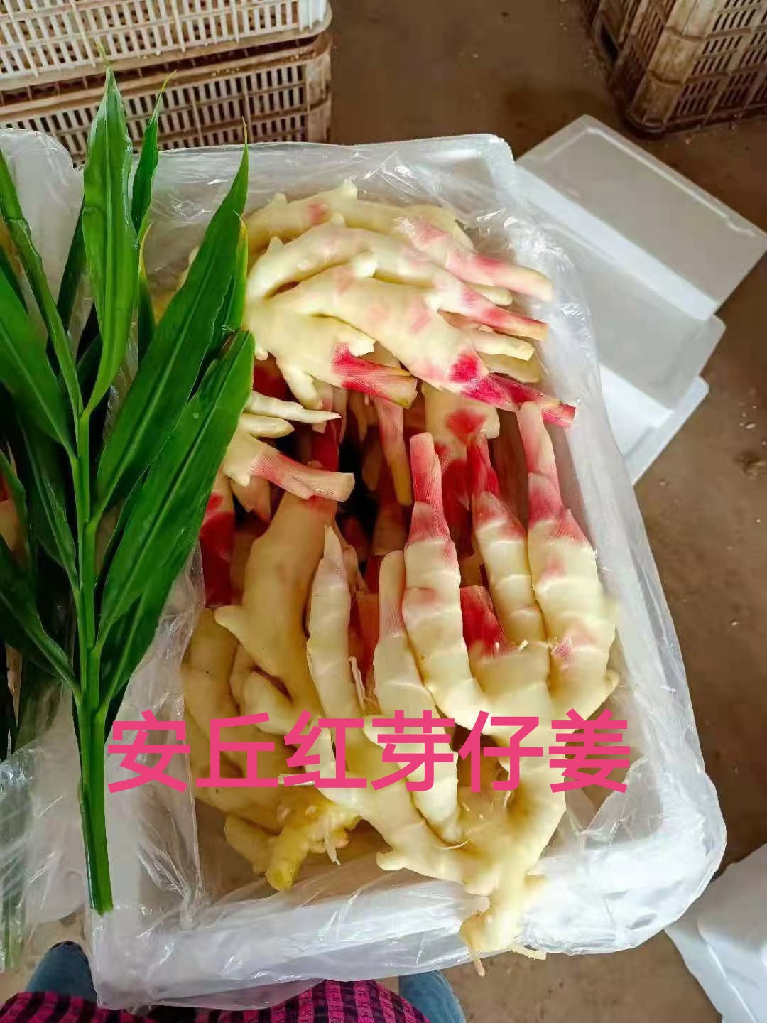 小黄姜  山东红牙鲜姜，现在上市，质量优质，价格低山东，坏烂