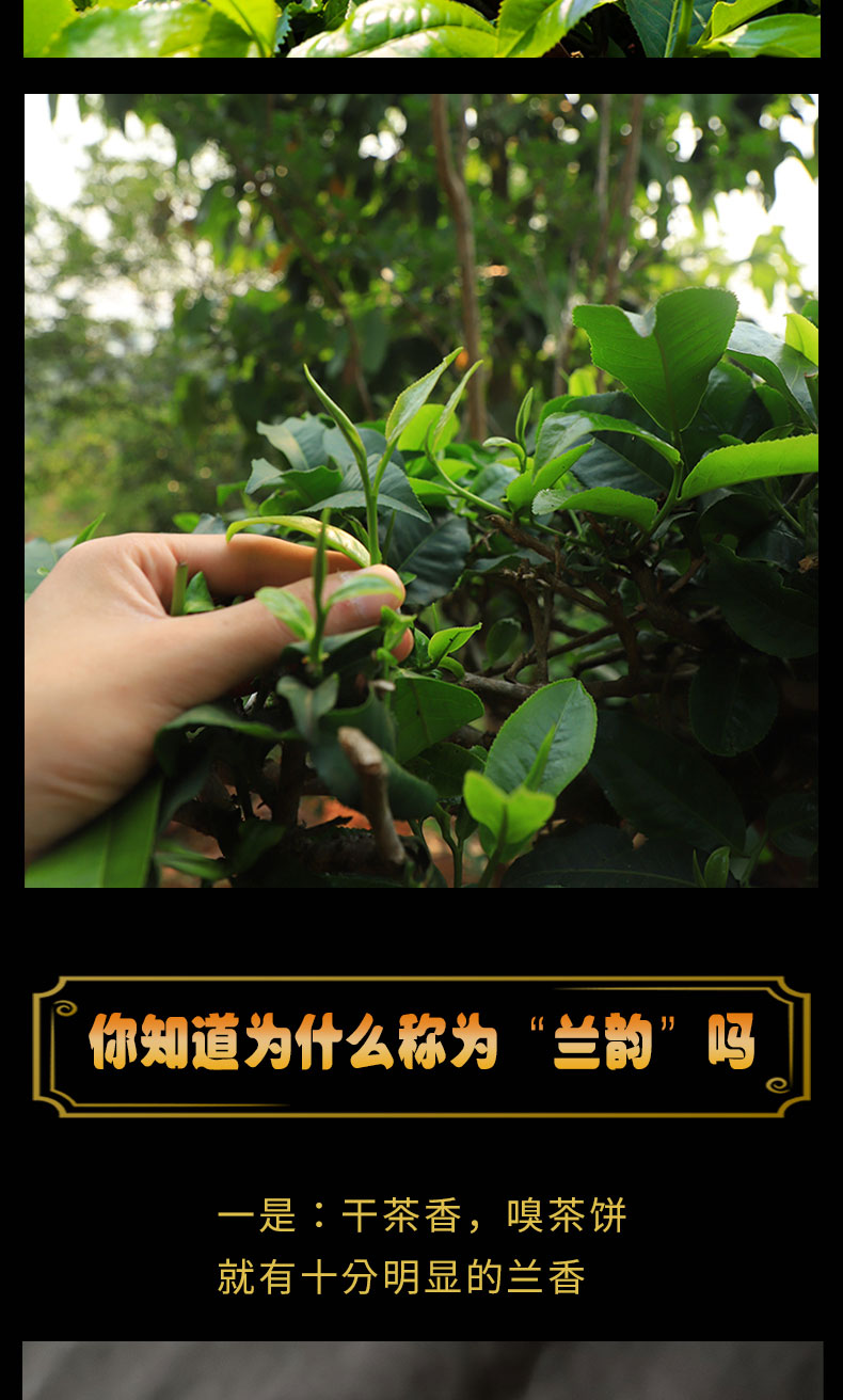 古树茶  2019景迈兰韵普洱茶生茶
