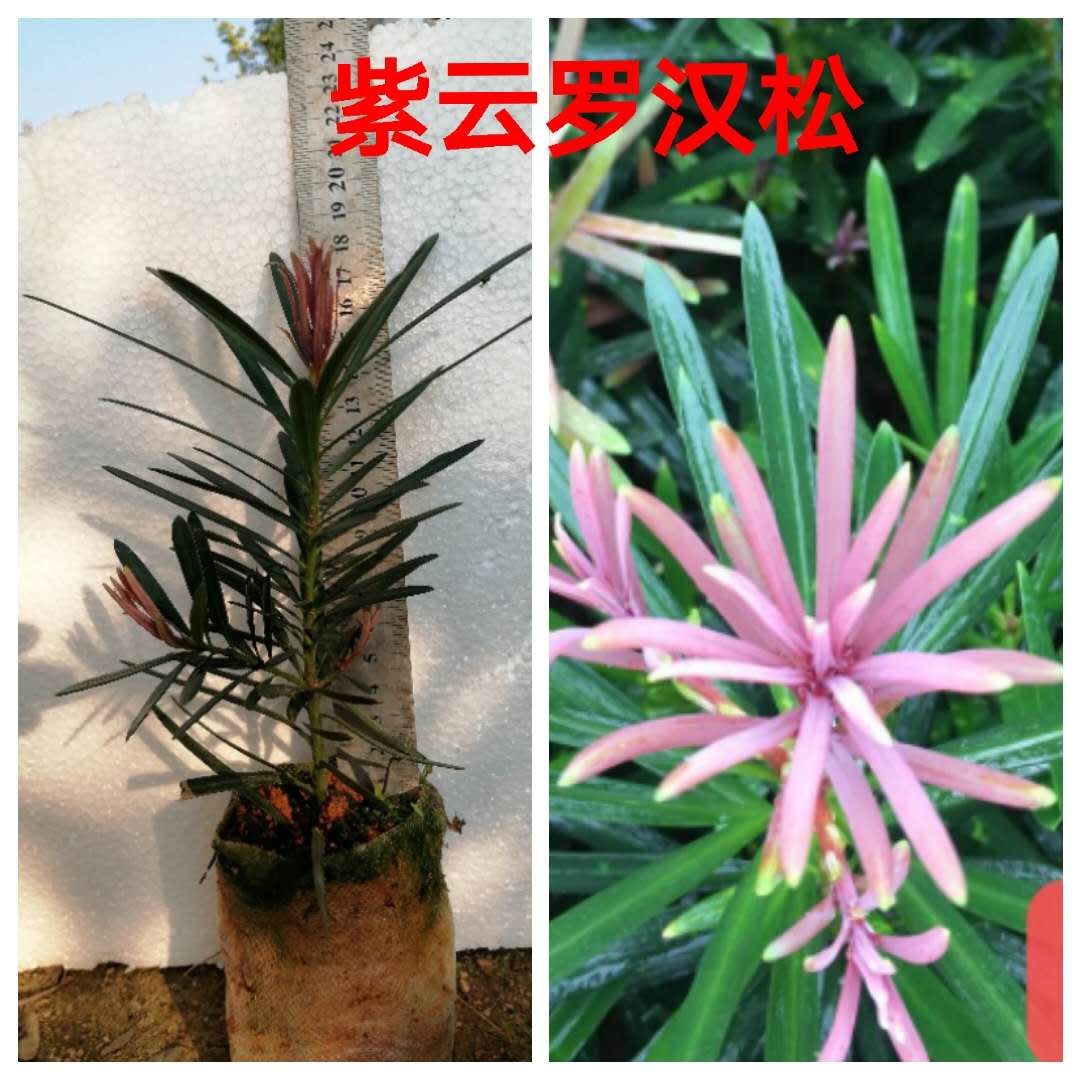 海岛罗汉松  红芽菊花芯罗汉松，海岛彩芽菊花芯