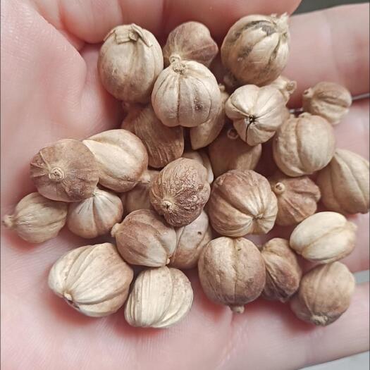 白寇无硫全干精选白豆蔻中药白蔻香料