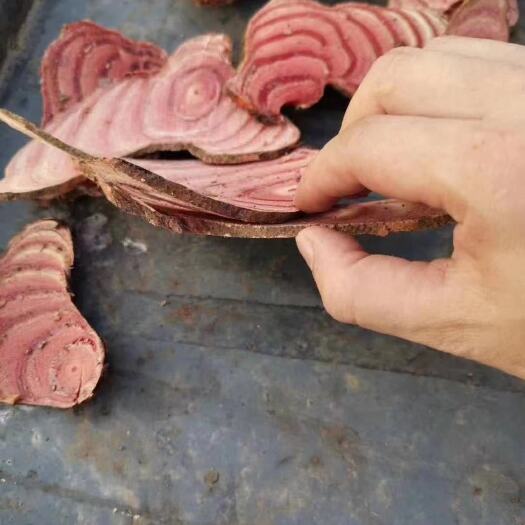 乐昌市鸡血藤