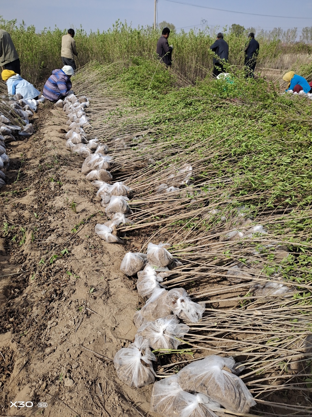 丛生紫叶丁香，大叶丁香，基地直供，支持现场看苗。