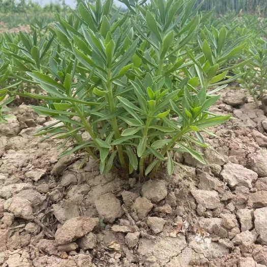 阜阳救心菜