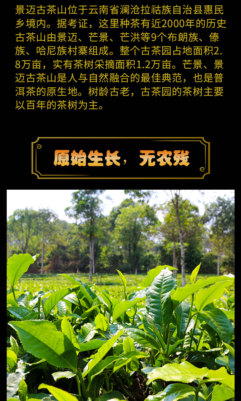 古树茶  2019景迈兰韵普洱茶生茶