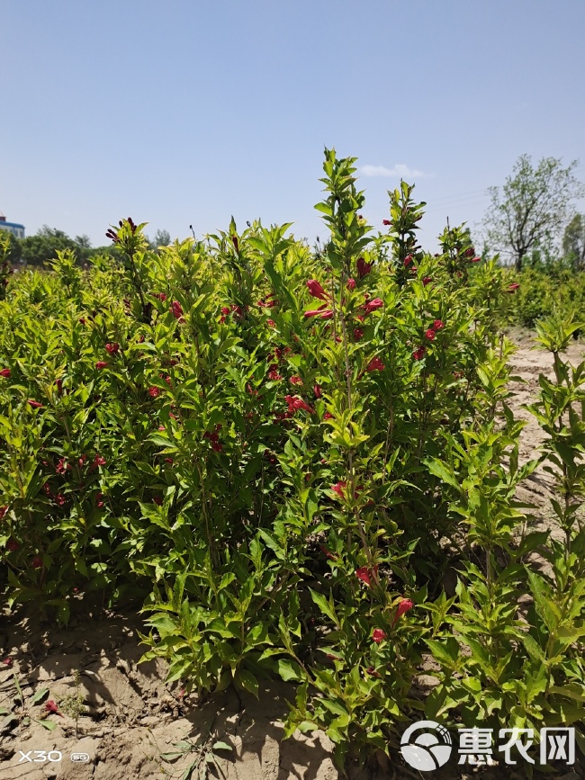 锦带花  大量出售大冠副红王子锦带，大田定植苗80-1.2米