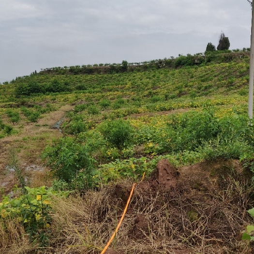 资中县果园 600亩花椒基地土地经营权和厂房设备流转