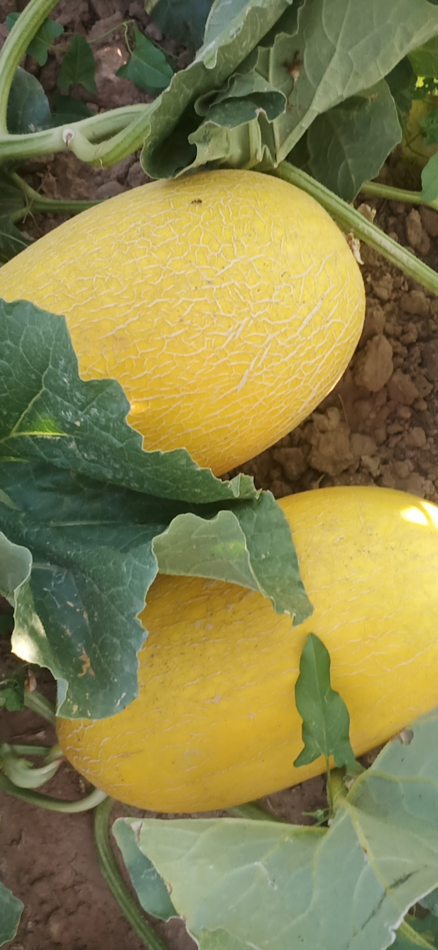 万亩哈密瓜种植基地，产地一手货源，欢迎咨询。