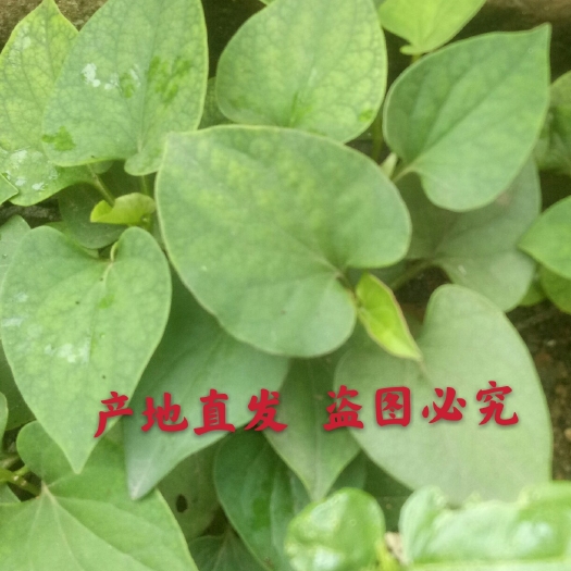 泌阳县鱼腥草